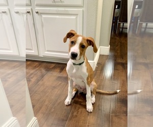 Labrador Retriever-Miniature Australian Shepherd Mix Puppy for sale in APOPKA, FL, USA