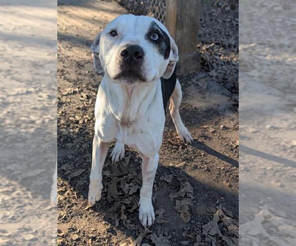 Medium Photo #2 Mutt Puppy For Sale in Conroe, TX, USA