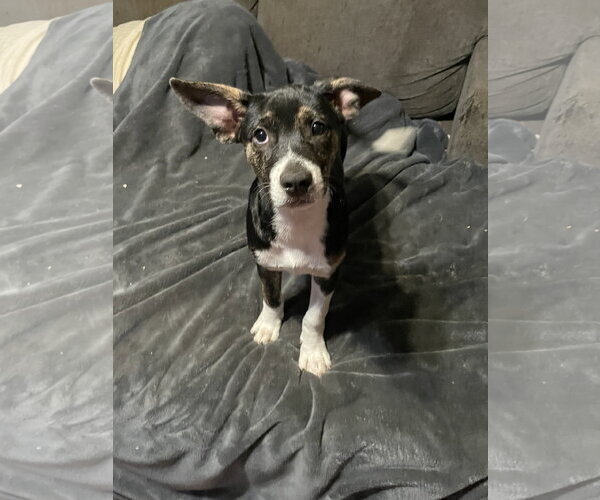 Medium Photo #2 Mutt Puppy For Sale in Topeka, KS, USA