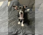 Small #1 Mutt