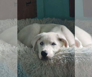 Great Pyrenees-Unknown Mix Dogs for adoption in pomfret, CT, USA