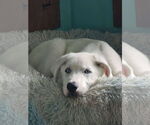 Small Great Pyrenees Mix