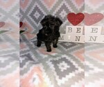 Small Photo #12 Poodle (Toy) Puppy For Sale in LAPEER, MI, USA