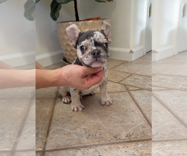 Medium Photo #6 French Bulldog Puppy For Sale in BROOKLYN, NY, USA