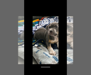 American Pit Bull Terrier Puppy for sale in Surrey, British Columbia, Canada
