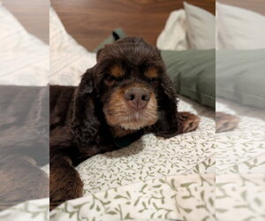 Amelia - Female Cocker Spaniel Dog for Adoption - Photo #3