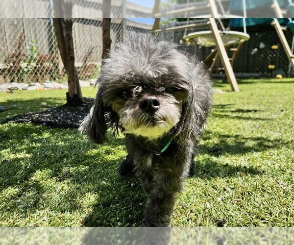 Medium Photo #5 Poodle (Toy) Puppy For Sale in Mooresville, NC, USA