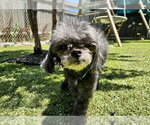 Small #4 Poodle (Toy)