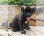 Puppy Puppy 3 Akita