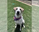 Small #2 Great Pyrenees Mix