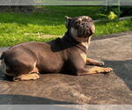 Small #3 French Bulldog