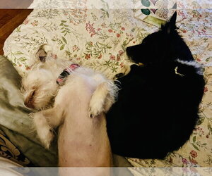 Angel - Female Mutt Dog for Adoption - Photo #5