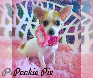 Chihuahua-Unknown Mix Dogs for adoption in Tustin, CA, USA