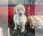 Small Photo #141 Goldendoodle Puppy For Sale in RATHDRUM, ID, USA