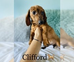 Small Photo #15 Dachshund Puppy For Sale in COOKEVILLE, TN, USA