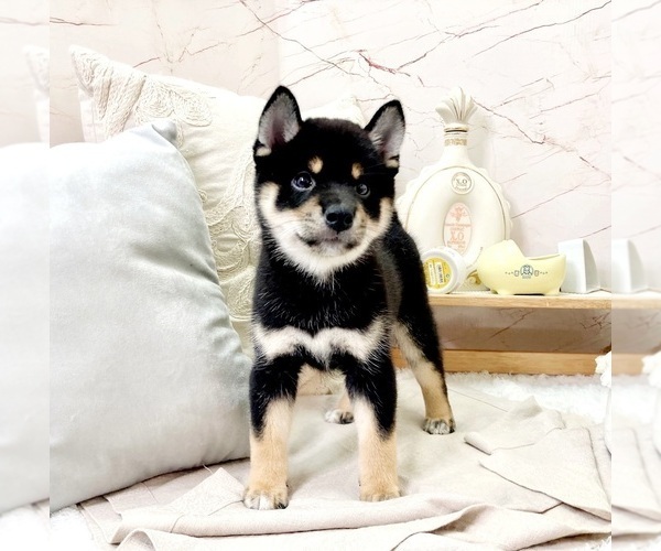 Medium Photo #4 Shiba Inu Puppy For Sale in PASADENA, CA, USA