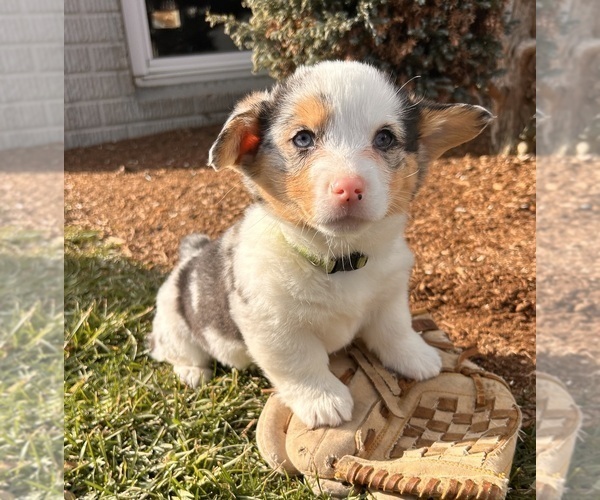 Medium Photo #4 Pembroke Welsh Corgi Puppy For Sale in MIDDLEBURY, IN, USA