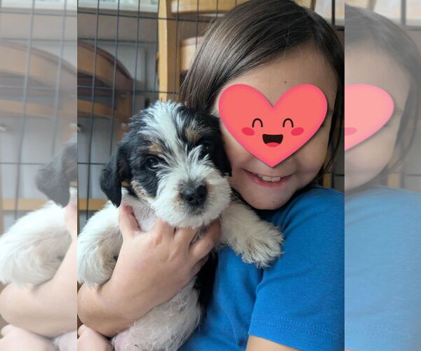 Medium Photo #3 Mutt Puppy For Sale in Rochester, NY, USA