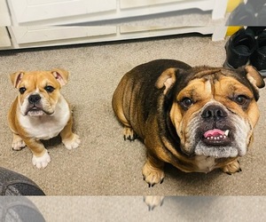 Father of the English Bulldog puppies born on 02/19/2025