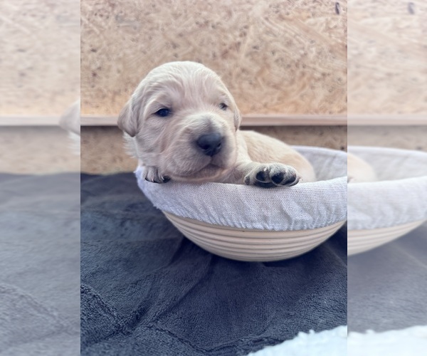Medium Photo #26 Goldendoodle Puppy For Sale in MATTHEWS, NC, USA
