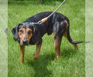 Trotter - Male Black and Tan Coonhound-Unknown Mix Dog for Adoption - Photo #5