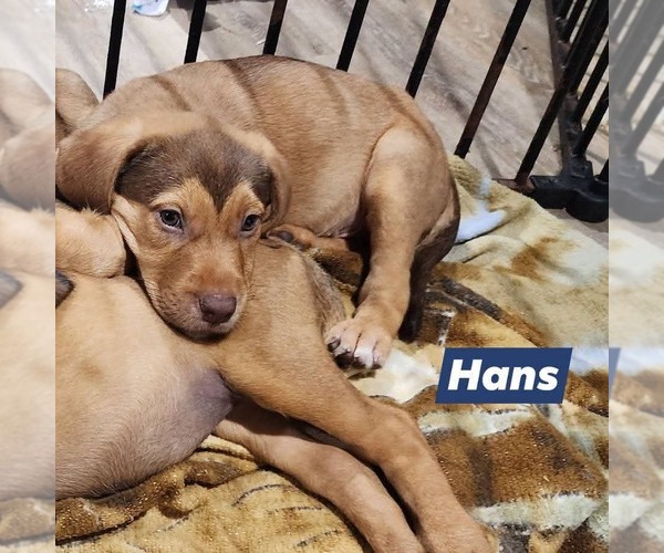 Medium Photo #1 Catahoula Leopard Dog-Unknown Mix Puppy For Sale in Marine City, MI, USA