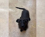 Small #2 Mutt