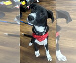 Small #3 Labrador Retriever Mix