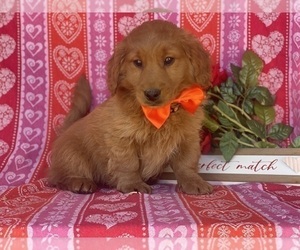 Goldendoodle (Miniature) Puppy for sale in LANCASTER, PA, USA