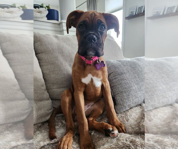Medium Photo #4 Boxer Puppy For Sale in Brights Grove, Ontario, Canada