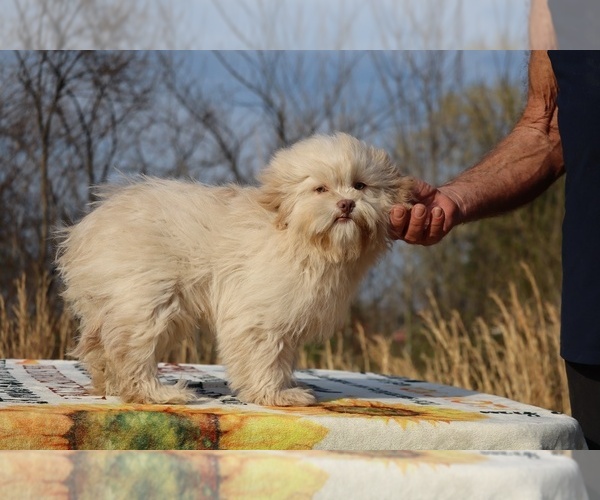 Medium Photo #24 ShihPoo Puppy For Sale in DYERSBURG, TN, USA