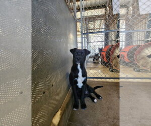 Labrador Retriever-Unknown Mix Dogs for adoption in El Centro, CA, USA