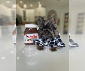 Yorkshire Terrier Puppy for sale in CORAL SPRINGS, FL, USA