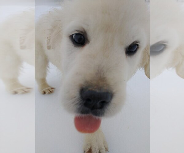 Medium Photo #3 English Cream Golden Retriever Puppy For Sale in COLVILLE, WA, USA