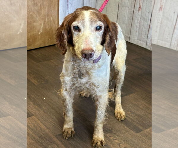 Medium Photo #5 Brittany Puppy For Sale in Curwensville, PA, USA