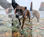 Small #2 Mutt