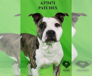 Mutt Dogs for adoption in Stockton, CA, USA