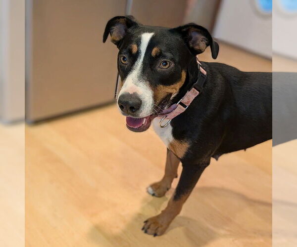 Medium Photo #6 Mutt Puppy For Sale in Vail, AZ, USA