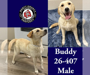 Labrador Retriever-Unknown Mix Dogs for adoption in Georgetown, KY, USA