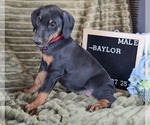 Small #3 Doberman Pinscher