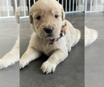 Small Photo #17 Golden Retriever Puppy For Sale in LAS VEGAS, NV, USA