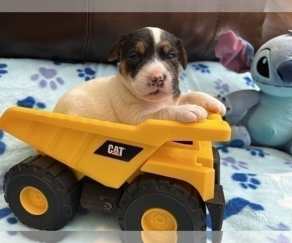 Medium Photo #2 Parson Russell Terrier Puppy For Sale in TEMECULA, CA, USA