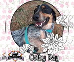 Small Photo #4  Puppy For Sale in , 