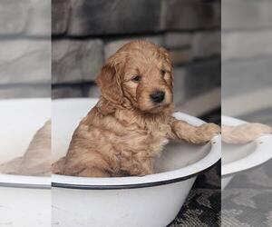 Golden Retriever-Goldendoodle Mix Puppy for sale in MILLERSBURG, OH, USA