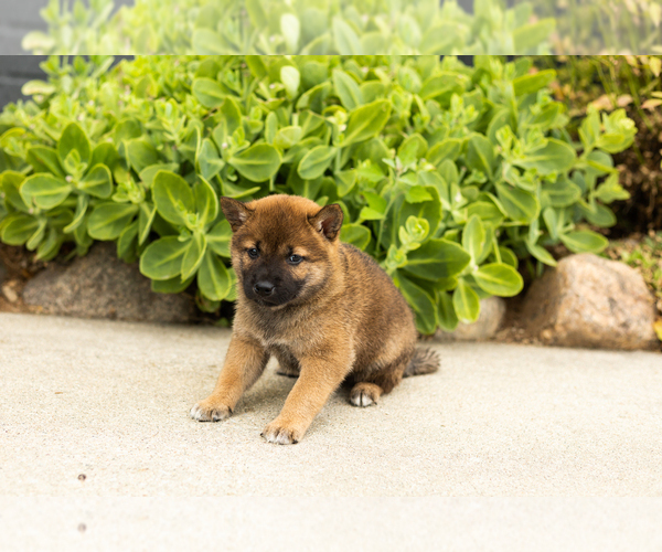 Medium Photo #7 Shiba Inu Puppy For Sale in MILLERSBURG, IN, USA