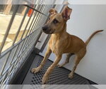 Small Labrador Retriever Mix