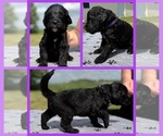 Puppy Betsy Goldendoodle