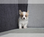 Small Photo #4 Pembroke Welsh Corgi Puppy For Sale in LOS ANGELES, CA, USA