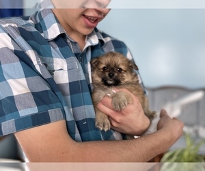 Pomeranian Puppy for sale in LA VALLE, WI, USA