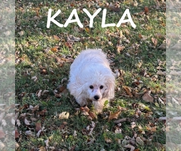 Medium Photo #3 Cock-A-Poo Puppy For Sale in HARTLAND, MN, USA